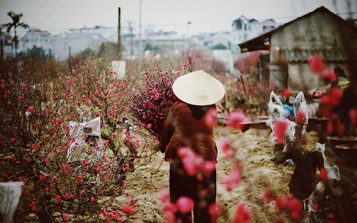 Flowers bloom in spring  from Chrome web store to be run with OffiDocs Chromium online
