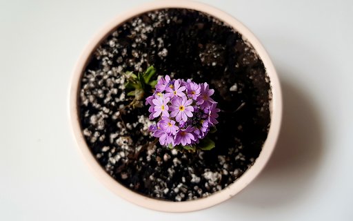 Flowers bloom pot plant  from Chrome web store to be run with OffiDocs Chromium online