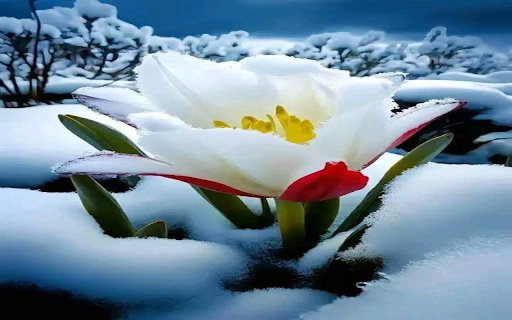 Flowers growing in the snow Wallpaper  from Chrome web store to be run with OffiDocs Chromium online