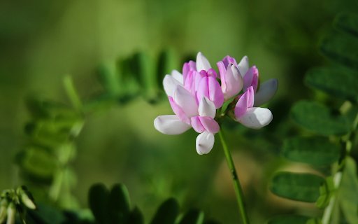 Flowers in the sun from Chrome web store to be run with OffiDocs Chromium online Flowers in the sun from Chrome web store to be run with OffiDocs Chromium online