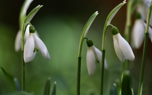 Flowers of love  from Chrome web store to be run with OffiDocs Chromium online