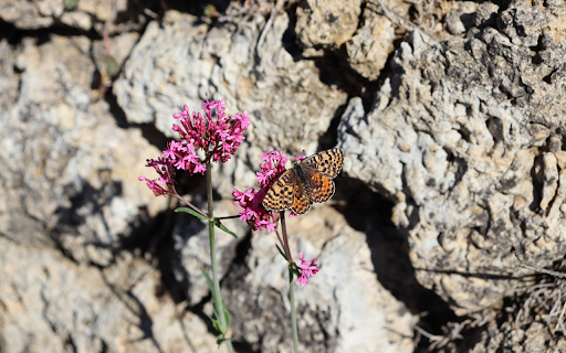 Flowers on the mountain  from Chrome web store to be run with OffiDocs Chromium online