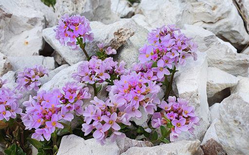Flowers on the rocky beach  from Chrome web store to be run with OffiDocs Chromium online