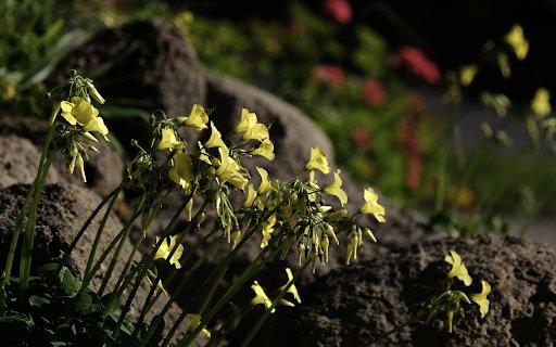 Flowers on the rocky mountain  from Chrome web store to be run with OffiDocs Chromium online