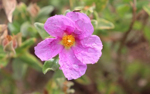 Chuva de flores na loja virtual do Chrome será executada com OffiDocs Chromium online