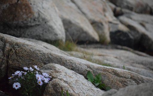Flowers stretch themselves  from Chrome web store to be run with OffiDocs Chromium online