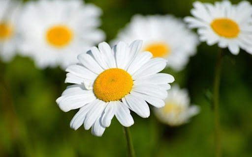 FLOWER THEME  from Chrome web store to be run with OffiDocs Chromium online