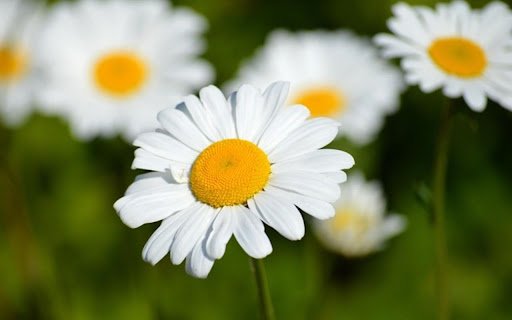 OffiDocs Chromium オンラインで実行される Chrome Web ストアの Flower テーマ