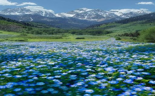 flowery prairie wallpaper  from Chrome web store to be run with OffiDocs Chromium online
