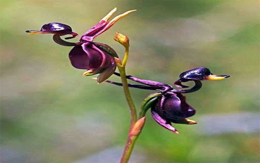 flying duck orchid wallpaper  from Chrome web store to be run with OffiDocs Chromium online