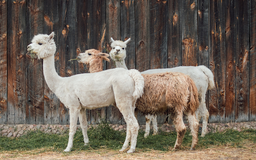 Foal  from Chrome web store to be run with OffiDocs Chromium online