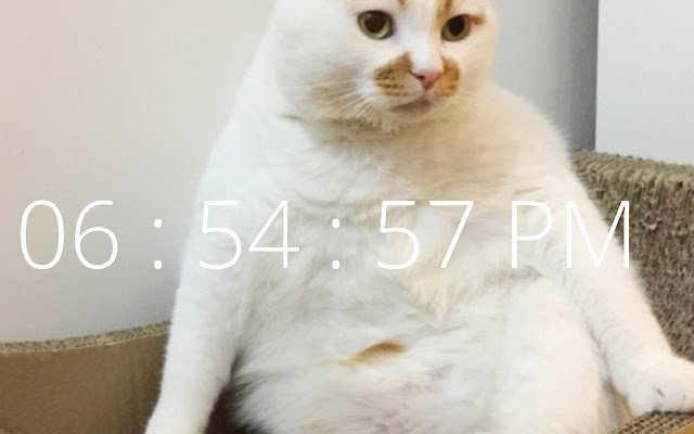 Focus Cat: Das Hintergrundbild aus dem Chrome-Webshop, das mit OffiDocs Chromium online ausgeführt werden kann