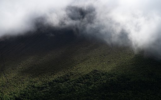 Foggy green forest  from Chrome web store to be run with OffiDocs Chromium online
