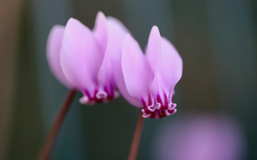 Folded petal flower  from Chrome web store to be run with OffiDocs Chromium online