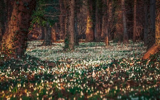 Forest and Flowers  from Chrome web store to be run with OffiDocs Chromium online