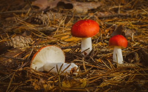 Forest Floor Find  from Chrome web store to be run with OffiDocs Chromium online