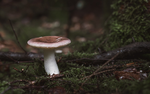 Forest Floor Mushroom  from Chrome web store to be run with OffiDocs Chromium online