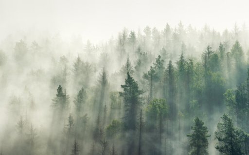 Forest in the Fog  from Chrome web store to be run with OffiDocs Chromium online