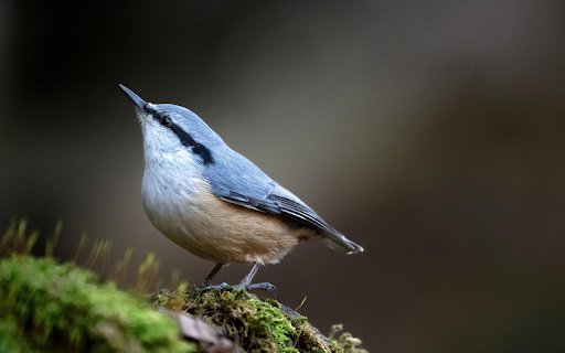 Forest Nuthatch on Moss  from Chrome web store to be run with OffiDocs Chromium online
