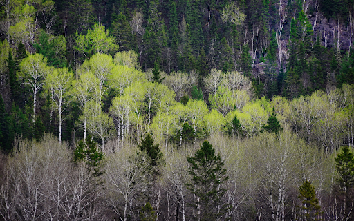 Forest of changing leaves  from Chrome web store to be run with OffiDocs Chromium online