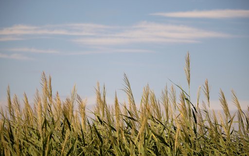 Forest of towering reeds  from Chrome web store to be run with OffiDocs Chromium online