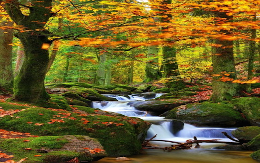 Forest stream wallpaper  from Chrome web store to be run with OffiDocs Chromium online
