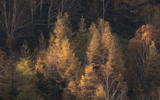 FOREST THEME  from Chrome web store to be run with OffiDocs Chromium online