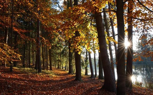 FOREST THEME  from Chrome web store to be run with OffiDocs Chromium online
