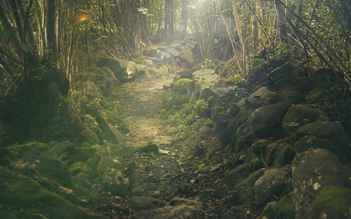 Forest trail  from Chrome web store to be run with OffiDocs Chromium online