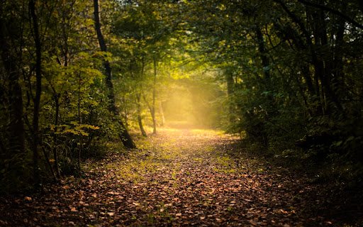 Forest View  from Chrome web store to be run with OffiDocs Chromium online