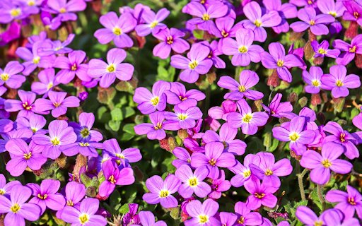 Four petaled purple flowers  from Chrome web store to be run with OffiDocs Chromium online