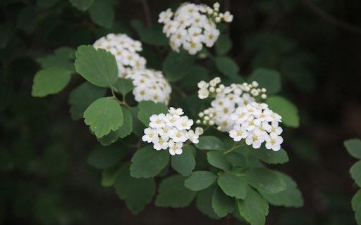 Four petal white flower  from Chrome web store to be run with OffiDocs Chromium online