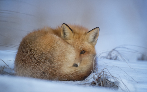 Fox sleeping in the snow  from Chrome web store to be run with OffiDocs Chromium online