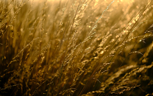 Fragile blades of grass  from Chrome web store to be run with OffiDocs Chromium online