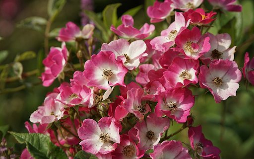 Fragile rose branches blooming  from Chrome web store to be run with OffiDocs Chromium online