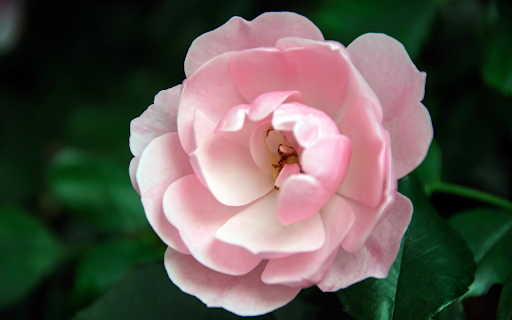 Fragile Rose Petals  from Chrome web store to be run with OffiDocs Chromium online