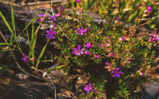 Fragrant purple grass flowers  from Chrome web store to be run with OffiDocs Chromium online