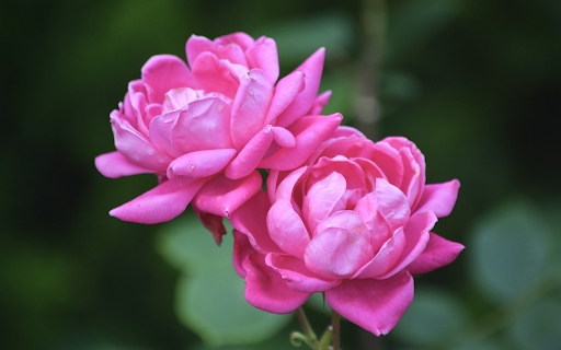 Fragrant rose branches  from Chrome web store to be run with OffiDocs Chromium online