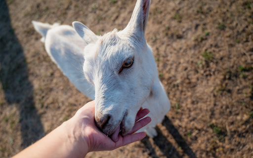 Friendly white goat  from Chrome web store to be run with OffiDocs Chromium online