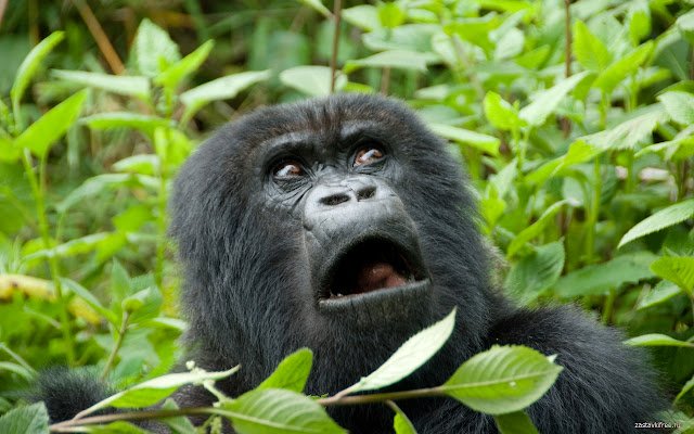 Frightened Gorilla uit de Chrome-webwinkel wordt uitgevoerd met OffiDocs Chromium online