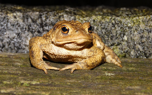 Frog  from Chrome web store to be run with OffiDocs Chromium online