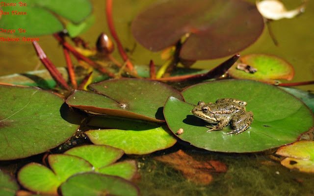 Frog Pond จาก Chrome เว็บสโตร์ที่จะรันด้วย OffiDocs Chromium ทางออนไลน์