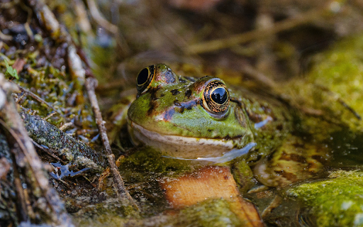 Frog under green moss  from Chrome web store to be run with OffiDocs Chromium online