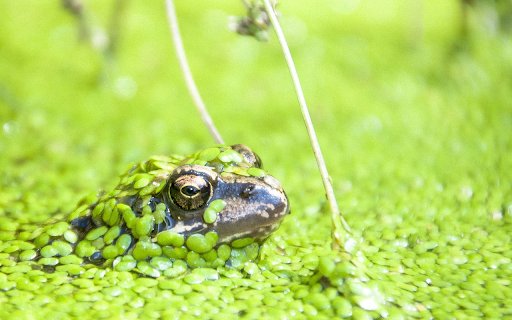 Frog under the duckweed  from Chrome web store to be run with OffiDocs Chromium online Frog under the duckweed  from Chrome web store to be run with OffiDocs Chromium online