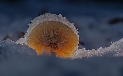 Frost mushrooms  from Chrome web store to be run with OffiDocs Chromium online