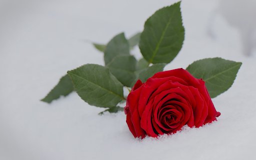 Frost rose from Chrome web store to be run with OffiDocs Chromium online Frost rose from Chrome web store to be run with OffiDocs Chromium online