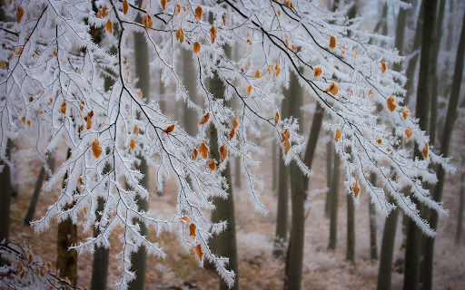 Frozen tree branches  from Chrome web store to be run with OffiDocs Chromium online