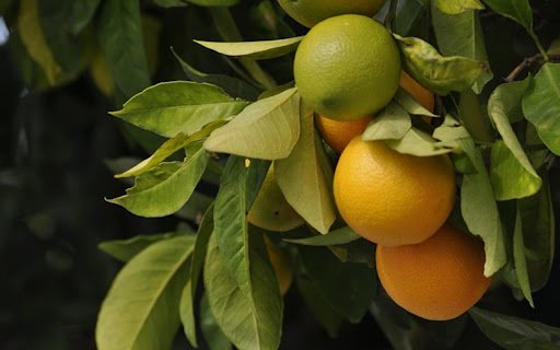 FRUIT THEME  from Chrome web store to be run with OffiDocs Chromium online