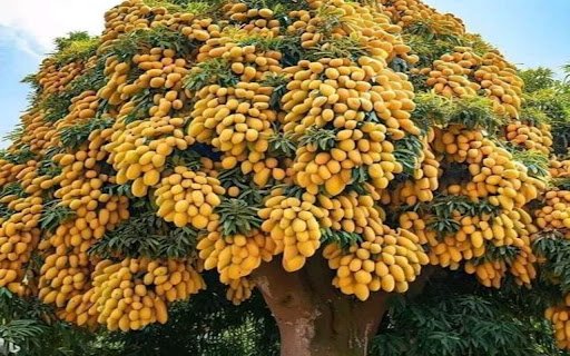 fruit tree wallpaper  from Chrome web store to be run with OffiDocs Chromium online