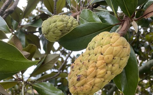 Fruit with many eyes  from Chrome web store to be run with OffiDocs Chromium online